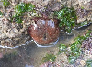 Actinia fragacea