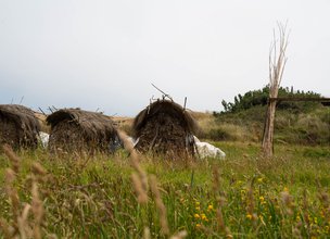 Sargaço